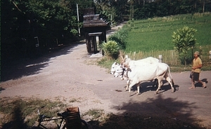 067-HIER%25252520GEEN%25252520TRACTORS0001