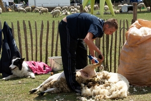 SCHOONE SCHAAPJES-STADEN 2011