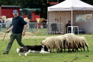 SCHOONE SCHAAPJES-STADEN 2011