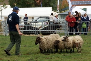 SCHOONE SCHAAPJES-STADEN 2011