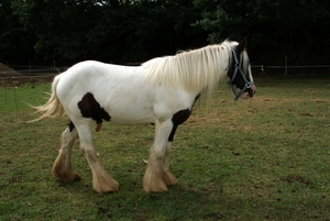 SCHOONE SCHAAPJES-STADEN 2011