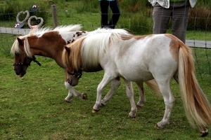 SCHOONE SCHAAPJES-STADEN 2011