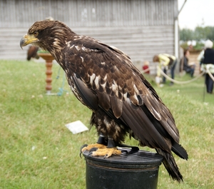 SCHOONE SCHAAPJES-STADEN 2011