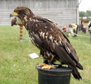 SCHOONE SCHAAPJES-STADEN 2011