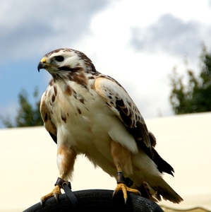 SCHOONE SCHAAPJES-STADEN 2011