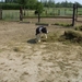 20110711.Laarne 002