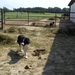 20110711.Laarne 003