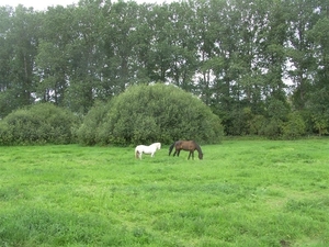 20110711.Laarne 028 Heusden