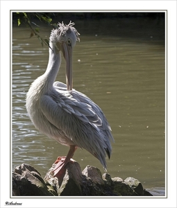 sized_145a