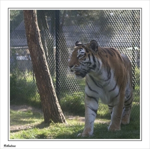sized_337a