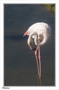 sized_345a