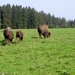 2006-09-14 Vielsalm 257