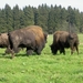 2006-09-14 Vielsalm 258