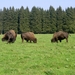 2006-09-14 Vielsalm 265