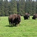 2006-09-14 Vielsalm 266
