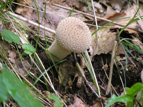 2006-09-14 Vielsalm D 034