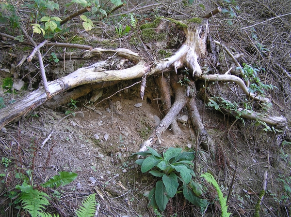 2006-09-14 Vielsalm D 067