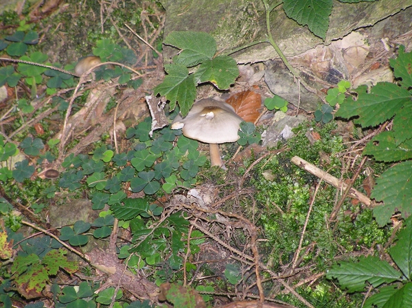 2006-09-14 Vielsalm D 072