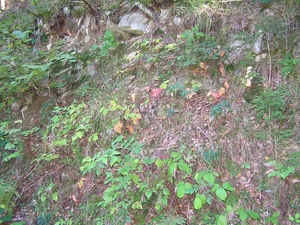 2006-09-14 Vielsalm D 073