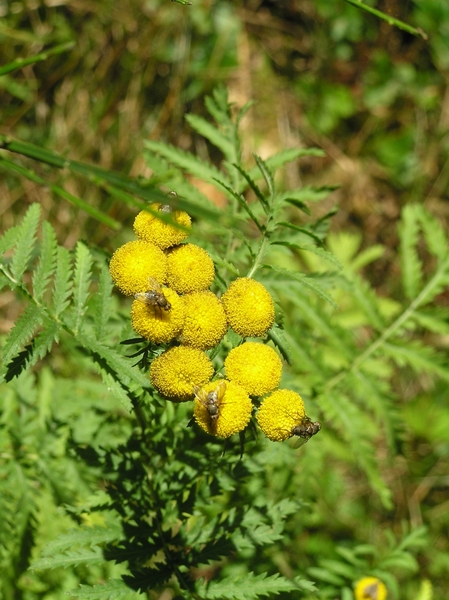 2006-09-14 Vielsalm D 074