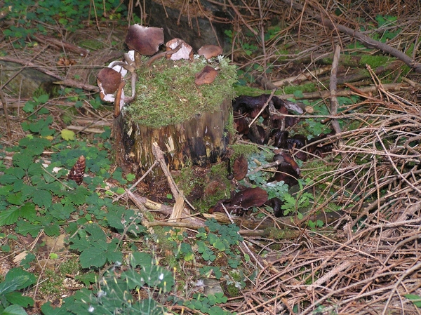 2006-09-14 Vielsalm D 076
