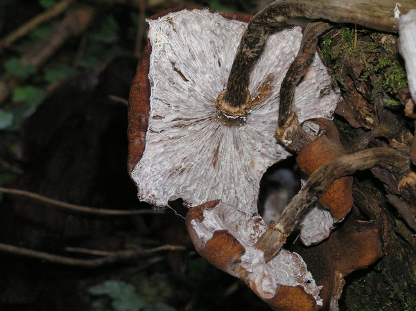 2006-09-14 Vielsalm D 078