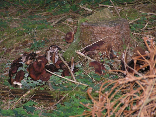 2006-09-14 Vielsalm D 079