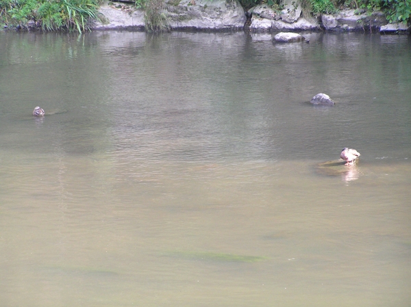 2006-09-14 Vielsalm D 119