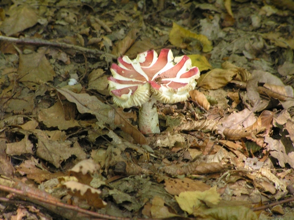 2006-09-14 Vielsalm D 121