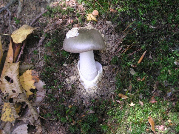 2006-09-14 Vielsalm D 126