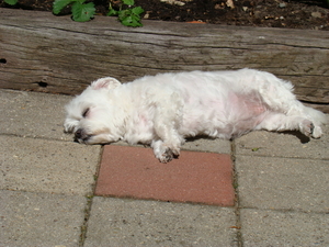 En het was Zomer