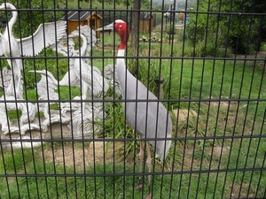 SDC12413