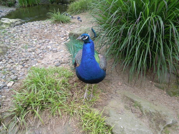 DSCN0622
