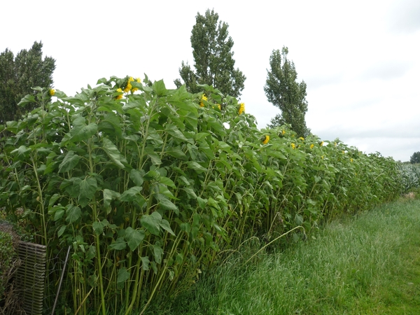 110717.BASSEVELDE.ZONNEBLOEMEN