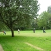 110724.ZELZATE.GOLF