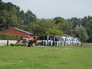 2011-07-05 JanMed Tessenderlo (32)