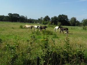 2011-07-05 JanMed Tessenderlo (181)