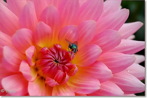 Dahlia's 014