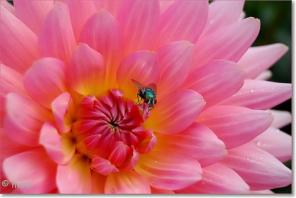 Dahlia's 014