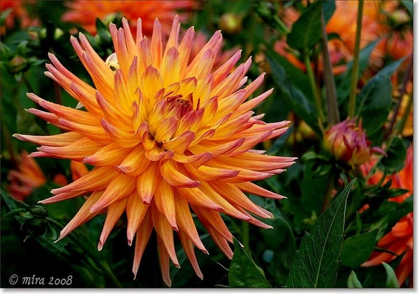 Dahlia's 017