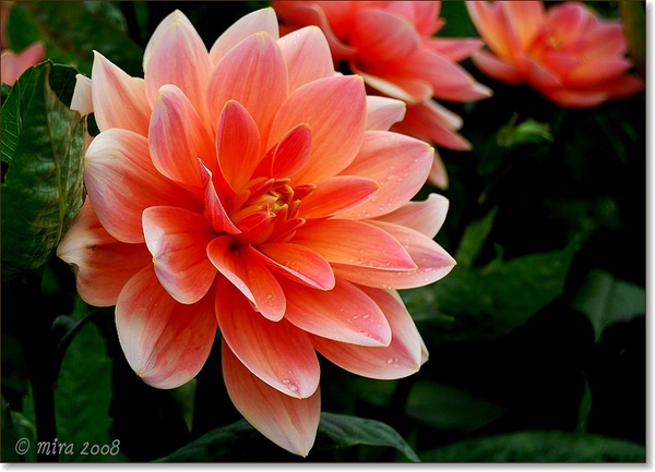 Dahlia's 019