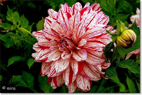 Dahlia's 029