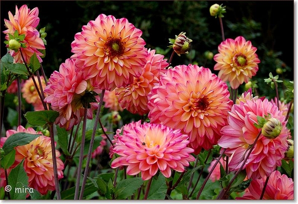 Dahlia's 031