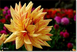 Dahlia's 049