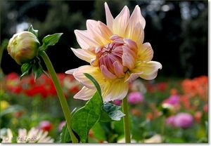 Dahlia's 054