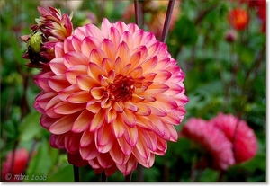 Dahlia's 056