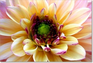 Dahlia's 057