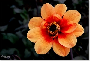 Dahlia's 058