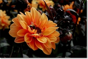 Dahlia's 068