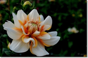 Dahlia's 077